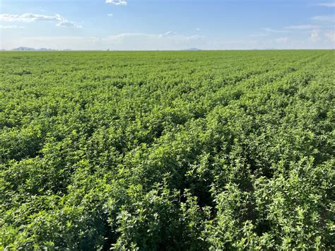  Alfalfa: Desvendando o Potencial Versátil da Rainha dos Fenos na Indústria de Alimentos e Bioenergia!