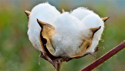 Algodão para Biocombustíveis e Produtos Farmacêuticos: Uma Análise Completa da Planta Versátil!