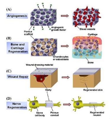 Fibrin: Uma Malha Tridimensional para Engenharia de Tecidos e Regeneração!